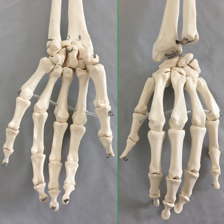 natural-big-adult-upper-arm-on-the-lower-limb-thighbone-human-bone-knuckle-orthopaedic-foot-model-simulation