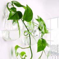 ติดผนังใหม่ถังชามแขวนTerrarium Hydroponicแจกันห้องนั่งเล่นตกแต่งผนัง O7X4