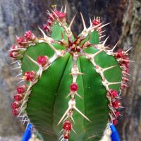 (promotion++) (dazql)Euphorbia Echinus/ยูโฟเบีย เอกไฮนัส กุหลาบหินนำเข้า ไม้อวบน้ำ Succulents (ไลทอป Lithops แคคตัส)15-18cm สุดคุ้มม ต้นไม้ ฟอก อากาศ กระถาง ต้นไม้ ไม้ ประดับ ต้นไม้ ปลูก ใน บ้าน