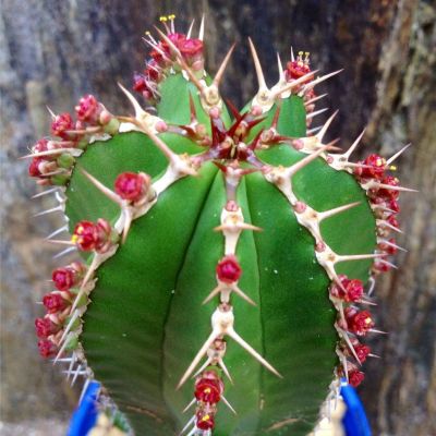 (promotion++) (dazql)Euphorbia Echinus/ยูโฟเบีย เอกไฮนัส กุหลาบหินนำเข้า ไม้อวบน้ำ Succulents (ไลทอป Lithops แคคตัส)15-18cm สุดคุ้มม ต้นไม้ ฟอก อากาศ กระถาง ต้นไม้ ไม้ ประดับ ต้นไม้ ปลูก ใน บ้าน