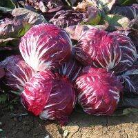 เมล็ดพันธุ์ แรดิชิโอ พอลล่าโรซ่า (Radicchio Palla Rosa Seed) บรรจุ 500 เมล็ด คุณภาพดี ราคาถูก ของแท้ 100%