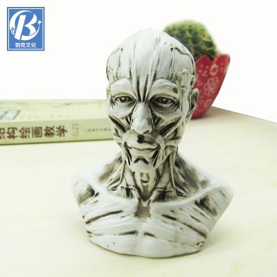 Academy of fine arts with the sketch skull model for human skull anatomy model teaching medical teaching model musculoskeletal head carving art in plaster skulls painting the true stationery