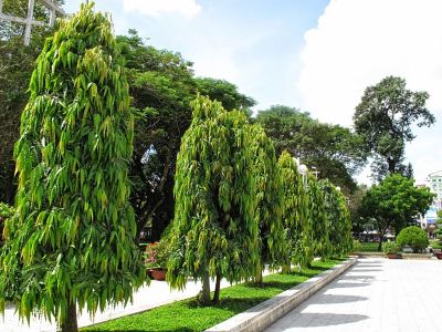 ขายส่ง 100 เมล็ด เมล็ดอโศกอินเดีย The Mast Tree อโศกเซนต์คาเบรียล Asoke tree ไม้ยืนต้น ไม้ประดับ ไม้จัดสวน ต้นสนอินเดีย ต้นไทรเกาหลี ไม้ฟอกอากาศ