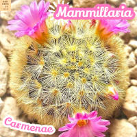 [แมม คาร์มิเน่ เหลือง] Mammillaria Carmenae แคคตัส ต้นไม้ ไม้หนาม ไม้ทนแล้ง กุหลาบหิน ไม้อวบน้ำ พืชอวบน้ำ succulent cactus กระบองเพชร