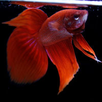 ปลากัด Veil Tail Red Color ปลากัดจีน***