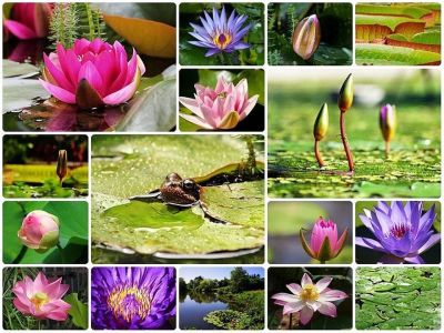 เมล็ดบัว 5 เมล็ด คละสี ดอกเล็ก พันธุ์แคระ จิ๋ว ของแท้ 100% เมล็ดพันธุ์ Seeds Bonsaiบัวดอกบัว ปลูกบัว เม็ดบัว สวนบัว บัวอ่าง Lotus Seed.