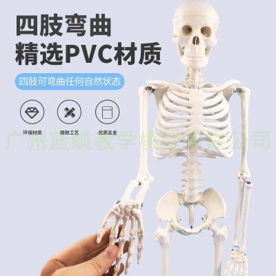 Human body skeleton model 45 85 cm bone skeleton skeleton model of human spine model spine model medicine