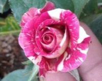 30 เมล็ด เมล็ดพันธุ์ กุหลาบ Dragon Rose Seeds สี ขาว-แดง ดอกใหญ่ นำเข้าจากต่างประเทศ พร้อมคู่มือ เมล็ดสด ใหม่