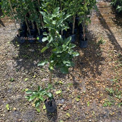 ( สุดคุ้ม+++ ) ต้นมะกรูด (กิ่งทาบ) ต้นสูง100-120เซนติเมตร มะกรูดใบมีกลิ่นหอม ใบใหญ่ ใบใช้ประกอบอาหาร (ส่งใหม่ฟรี หากสินค้าเสียหาย) ราคาถูก พรรณ ไม้ น้ำ พรรณ ไม้ ทุก ชนิด พรรณ ไม้ น้ำ สวยงาม พรรณ ไม้ มงคล