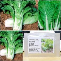 เมล็ดพันธุ์ ผักกาด มิชิฮิริ (Michihili Cabbage Seed) 500 เมล็ด คุณภาพดี ราคาถูก ของแท้