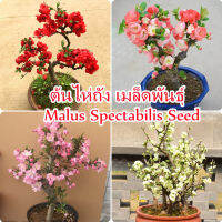 100 Pcs ต้นไห่ถัง Mixcolor Malus Spectabilis for Planting แต่งบ้านและสวน บอนไซ Flower Seed พันธุ์ไม้ดอก เมล็ดดอกไม้ ต้นไม้ฟอกอากาศ ดอกไม้ตกแต่ง Plants Seeds for Planting Home &amp; Garden ดอกไม้จริง ไม้ดอกไม้ประดับ เมล็ดดอกไม้