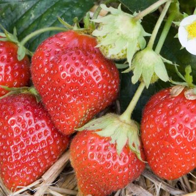 20 เมล็ด Guardian Strawberry เมล็ดสตอเบอร์รี่ ของแท้ 100% สตรอเบอร์รี่ สตอเบอรี สตอเบอรี่ อัตรางอก 70-80% Strawberry seeds มีคู่มือวิธีปลูก