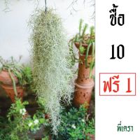 ของใช้คุณผู้ชาย
 เคราฤาษี หนวดฤาษี Spanish Moss ต้นไม้ฟอกอากาศ ยาว 30-50 cm. หนัก 30-35 g.  บำรุงผิว สำหรับผู้ชาย ของใช้ผู้ชาย
 ของใช้ผู้ชาย