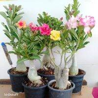 12 เมล็ด เมล็ดพันธุ์ ชวนชม สายพันธุ์ฮอลแลนด์ คละสี Adenium Seeds กุหลาบทะเลทราย Desert Rose ราชินีบอนไซ อัตรางอก 80-90% มีคู่มือปลูก