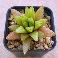 Haworthia shirasaki variegata. A014