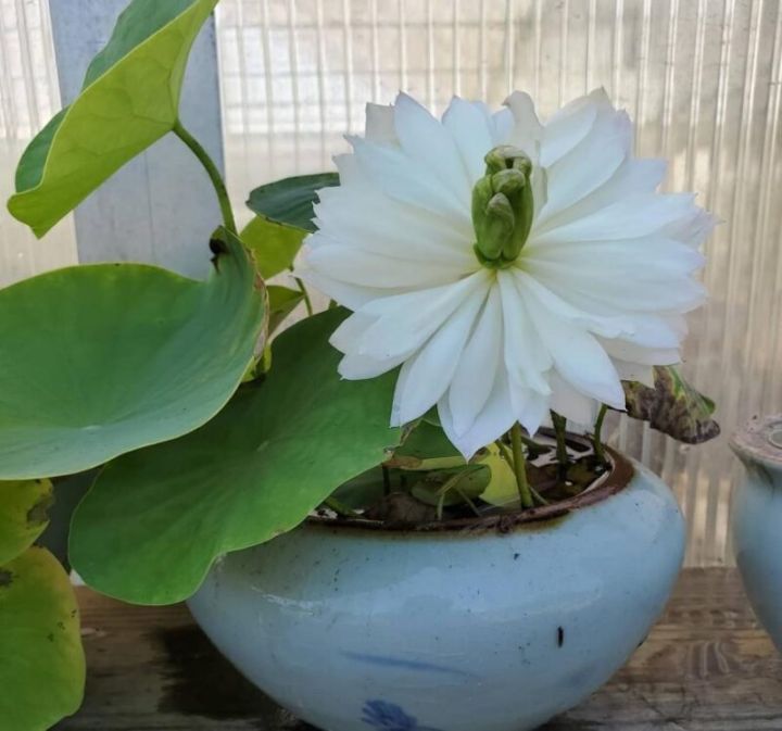 8-เมล็ด-สีขาว-เมล็ดบัว-บัวญี่ปุ่น-บัวญี่ปุ่นแคระ-เมล็ดเล็ก-ดอกดกทั้งปี-ของแท้-100-lotus-waterlily-seed-มีคู่มีวิธีปลูก-รหัส-004