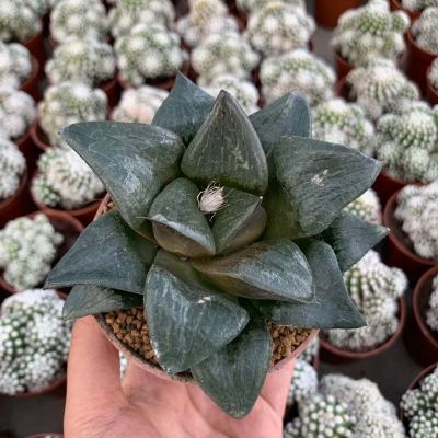 ( สุดคุ้ม+++ ) (ahh)Haworthia akanko 9-10cm กุหลาบหินนำเข้า ไม้อวบน้ำ Succulents (ไลทอป Lithops แคคตัส cactus เพชร) ราคาถูก พรรณ ไม้ น้ำ พรรณ ไม้ ทุก ชนิด พรรณ ไม้ น้ำ สวยงาม พรรณ ไม้ มงคล