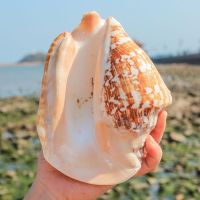 （READYSTOCK ）? Natural Conch Oversized Screw Shell Buddha Ear Screw Ins Style Creative Home Decorations Fish Tank Landscape Specimen Collection Memorial YY