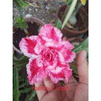 12 เมล็ด เมล็ดพันธุ์ ชวนชม สายพันธุ์ไต้หวัน ดอกซ้อน Adenium seed กุหลาบทะเลทราย Desert Rose ราชินีบอนไซ อัตรางอก 80-90% มีคู่มือการปลูก