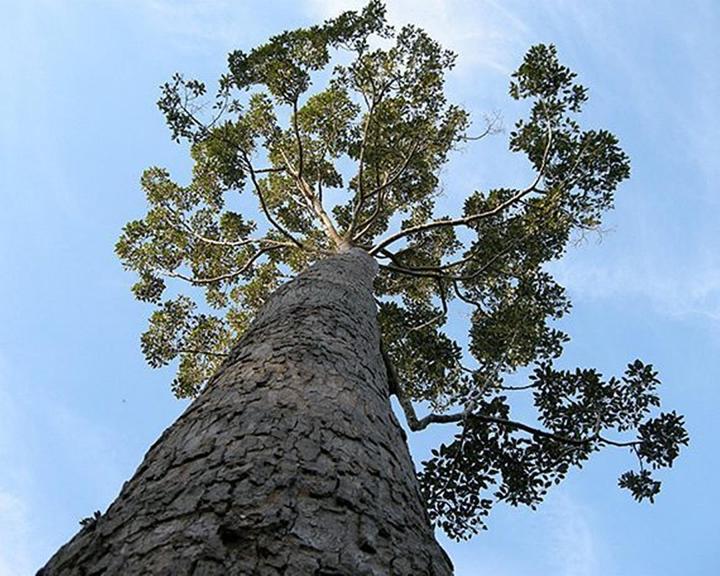 ขายส่ง-100-เมล็ด-เมล็ดยางนา-yang-ไม้ยืนต้น-ต้นไม้ทรงปลูก-ต้นยางนาเป็นพันธุ์ไม้พระราชทานของจังหวัดอุบลราชธานี-ท่ายาง-ต้นไม้พยากรณ์อากาศ