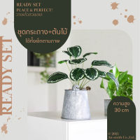 Homequarterbkk-Cheerful Set-Calathea ต้นคาลาเทีย พร้อมกระถาง ชุด เซ็ทพร้อมโชว์ ของตกแต่งบ้าน สุดคุ้ม แจกัน ราคาต่อ 1 ชุด