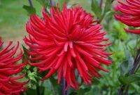 1 หัว/ออเดอร์ รักเร่ Dahlia Bulb สายพันธุ์ Hollyhill Red Spider หัวรักเร่ ดอกไม้ หัวหน่อ เหง้า นำเข้า เนเธอร์แลน หัวสด