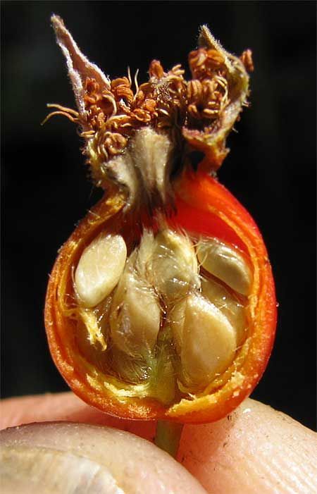 30-เมล็ด-เมล็ดพันธุ์-james-galway-สายพันธุ์อังกฤษ-ดอกกุหลาบ-นำเข้าจากอังกฤษ-ดอกใหญ่-พร้อมคู่มือปลูก-english-rose-seed