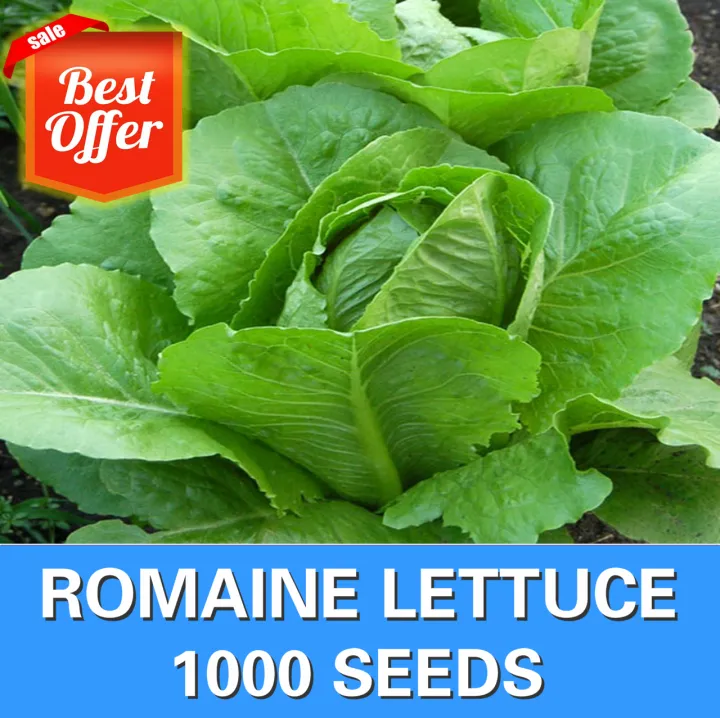 Romaine Lettuce Seeds Lettuce Seeds Lazada PH