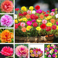 HOT** 1000 Seeds ไม้ประดับ Moss Rose DOUBLE MIX ต้นไม้มงคล ต้นไม้ประดับ Portulaca Grandiflora Annual Flower เมล็ดดอกไม้ ส่งด่วน พรรณ ไม้ น้ำ พรรณ ไม้ ทุก ชนิด พรรณ ไม้ น้ำ สวยงาม พรรณ ไม้ มงคล