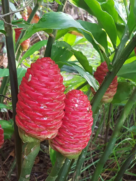 Beehive (ginger shampoo ) bulb Lazada PH
