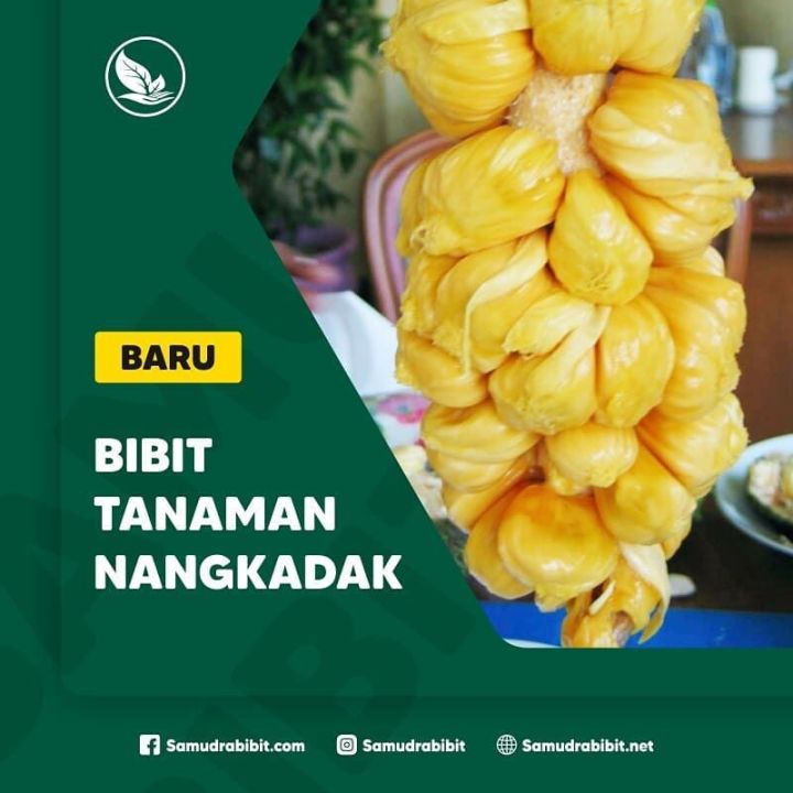 PROMO. BELI 5 GRATIS 1!!!! BIBIT BUAH NANGKA CEMPEDAK (NANGKADAK ...