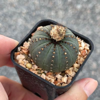 Plants Center พร้อมส่ง(yanjst)กระบองเพชร แคคตัส cactus Frailea castanea v. nitens seeding 2-3cm