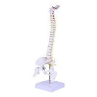 Manikin Human Body Model Models Adults Spinal Cord Model Full Body Mannequin Pathological Models Cervical Spine Spine Model