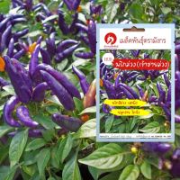 เมล็ดพันธุ์พริกสีม่วง - เจ้าชายม่วง – Purple Pepper (เมล็ดพันธุ์คุณภาพดี)