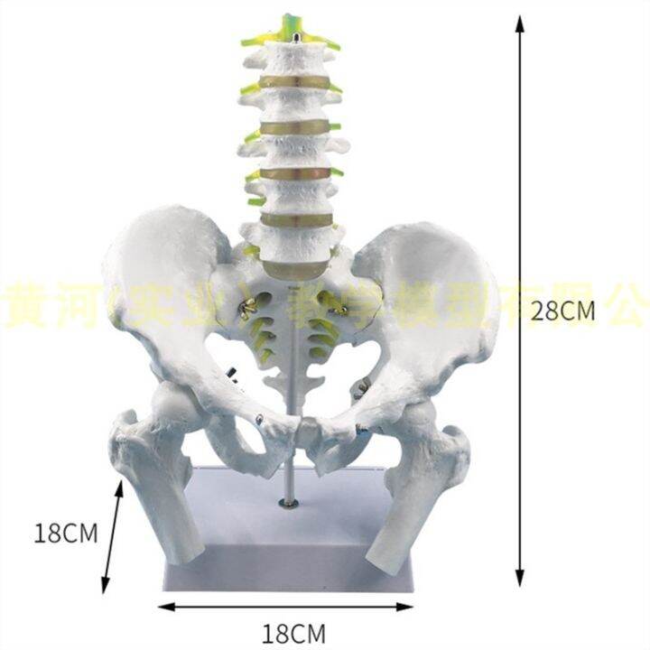 natural-big-body-five-lumbar-with-pelvis-and-femur-model-of-lumbar-bone-pelvic-model-teaching