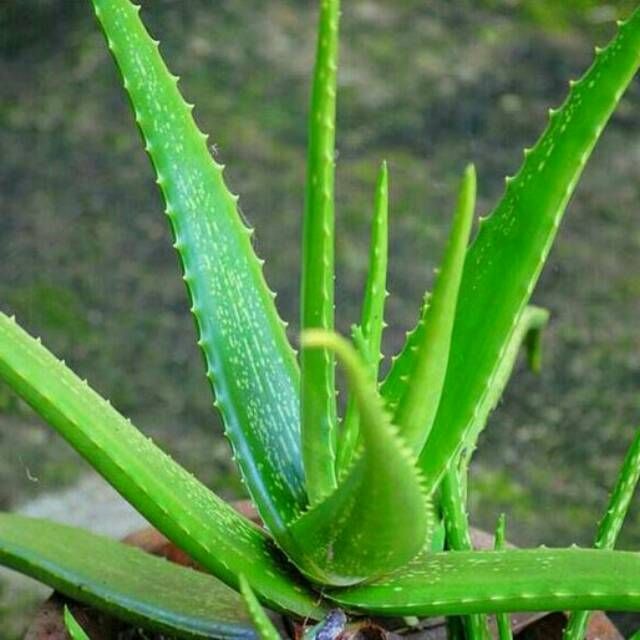 Anak Pokok Lidah Buaya | Aloe Vera | Lazada