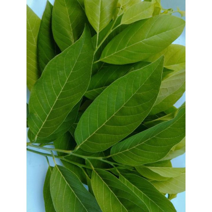 Fresh Atis Leaves 40 grams ( 40 t0 50 leaves) | Lazada PH