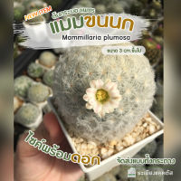 ?แมมขนนกขาว ดอกขาว? ?ไซค์ 4เซนขึ้นไป Mammillaria Plumosa แมมขน จัดส่งทั้งกระถาง ขนนุ่ม ไม่มีหนาม