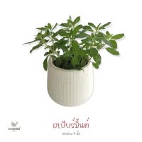 สเปียร์มิ้นต์ Spearmint (H28) #กลิ่นหอมเมนทอล ต้นแข็งแรง