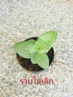 DDPLANTS รวยไม่เลิก ต้นไม้มงคล ต้นไม้จิ๋ว กระถาง3นิ้ว