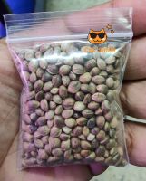 เมล็ดฮวยมั้ว อาหารว่างสำหรับนก 20 g. เมล็ดฮ้วยมั้ว (Hemp Seed) 20 กรัม