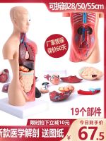 Human skeleton model toy dummy systemic anatomy medical body 3 d organs with removable childrens early education