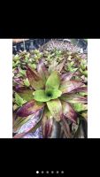 ? นีโอ Stawberry Roan# สับปะรดสี#bromeliad# ต้นไม้สวยงาม# ไม้ประดับ# ตกแต่งสวน# ปลูกตกแต่งบ้าน# ไม้มงคล ของมีพร้อมส่ง เก็บเงินปลายทาง ?