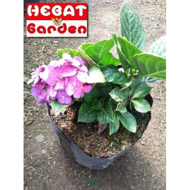 Hortensia Ungu - hydrangea purple - hebat garden 567 | Lazada Indonesia