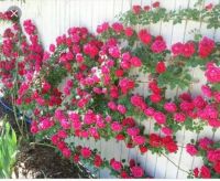 30 เมล็ด เมล็ดพันธุ์ กุหลาบ สายพันธุ์ อังกฤษ เลื้อย สีชมพูบานเย็น Climbing Rose Seed ดอกใหญ่ นำเข้าจากต่างประเทศ พร้อมคู่มือ เมล็ดสดใหม่