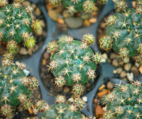 หน่อยิมโนแม่ลูกดก 5 แถม 1 Gymnocalycium damsii ต้นกระบองเพชร แคคตัส ไม้อวบน้ำ Cactus Succulent