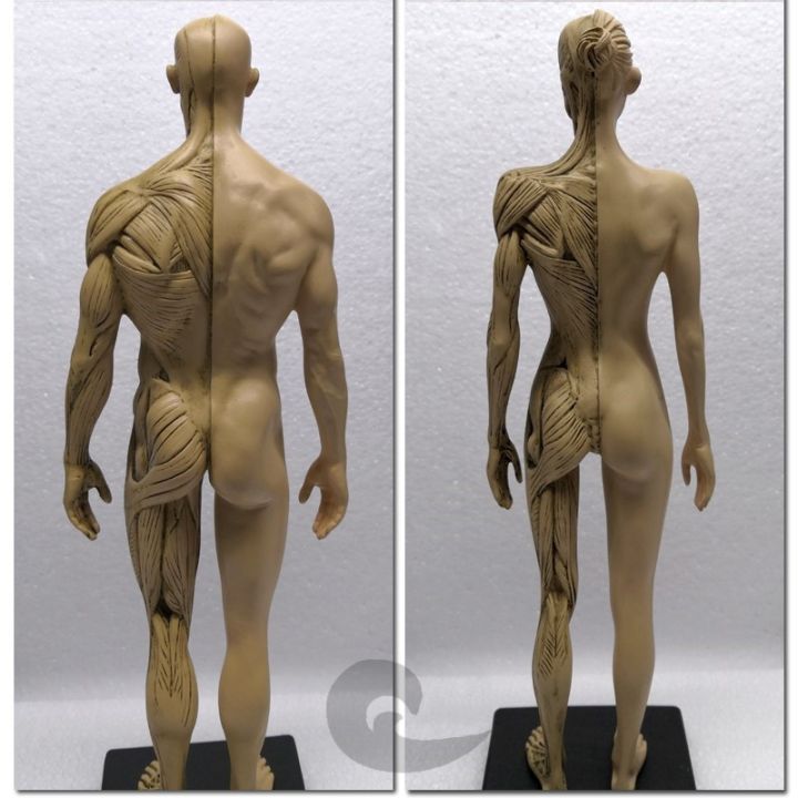 new-model-of-the-human-musculoskeletal-anatomy-of-sculpture-art-with-the-art-medical-reference-3-d-painting-teaching-model