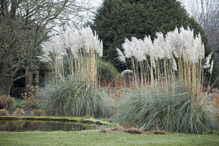 100-เมล็ดหญ้า-หญ้าภูเขา-หญ้าแพมพัส-pampas-grass-แปมปัส-นำเข้าจาก-usa-อัตราการงอกสูง-70-80