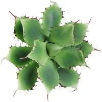 5PCS Star Aloe Echeveria Elegance ซิลิโคนประดิษฐ์ Succulent Green Plant ตกแต่งตาราง Greenery - INDIGO