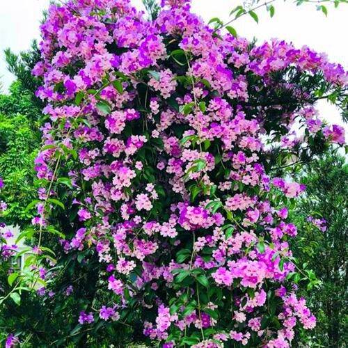 Garlic vine seedlings climbing plants mosquito repellent purple bell